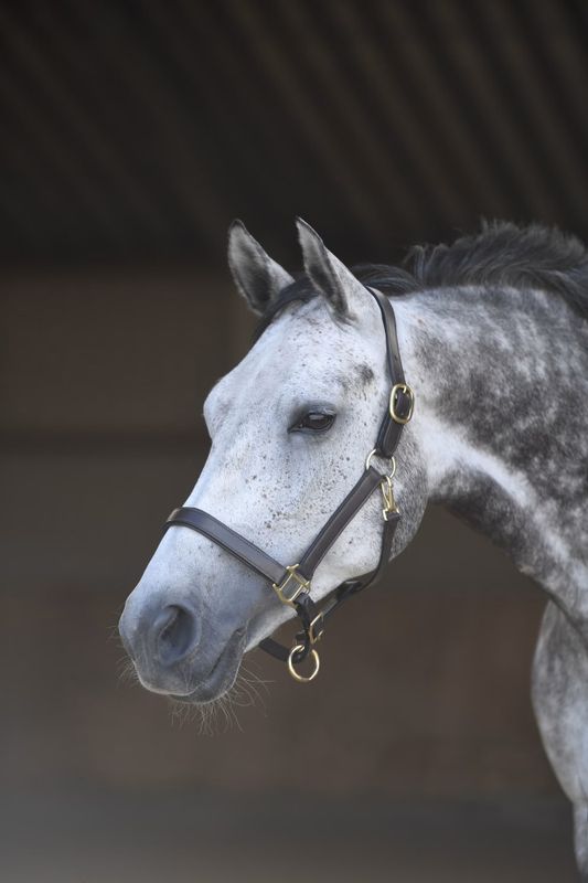 Heimer  Lærgrime Heimer Havana/Messing